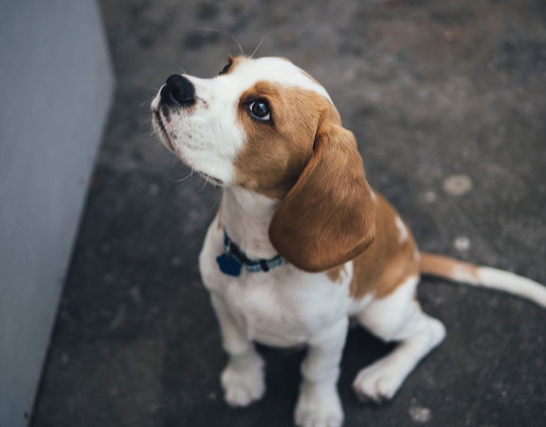 Chien pour bilan comportemental