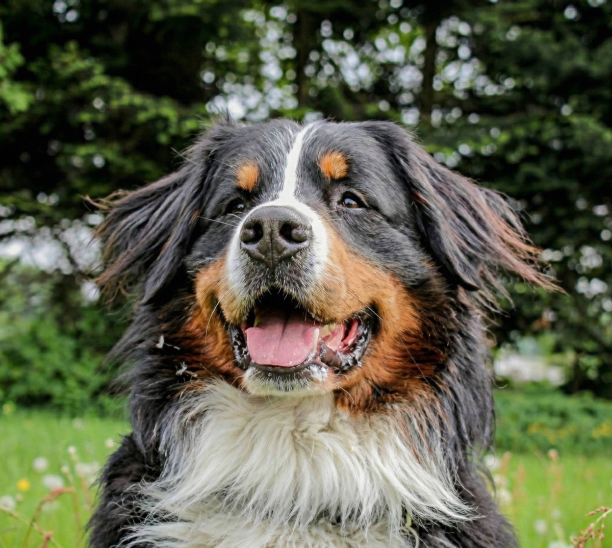 Chien heureux dans l'herbe